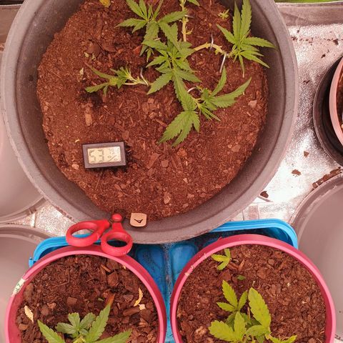 Fast Buds Auto Mix  growlog timeline photo