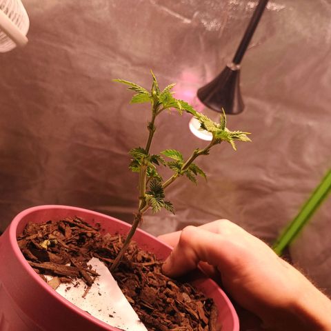 Fast Buds Auto Mix  growlog timeline photo