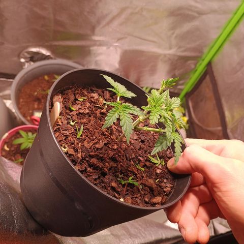 Fast Buds Auto Mix  growlog timeline photo