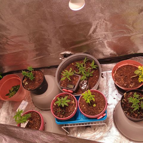 Fast Buds Auto Mix  growlog timeline photo