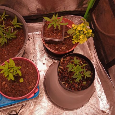 Fast Buds Auto Mix  growlog timeline photo