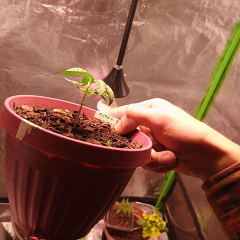 Fast Buds Auto Mix  growlog timeline photo