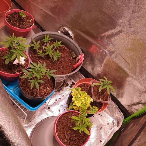Fast Buds Auto Mix  growlog timeline photo