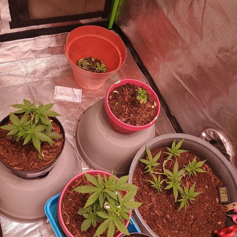Fast Buds Auto Mix  growlog timeline photo