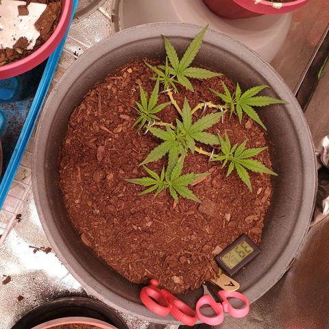 Fast Buds Auto Mix  growlog timeline photo