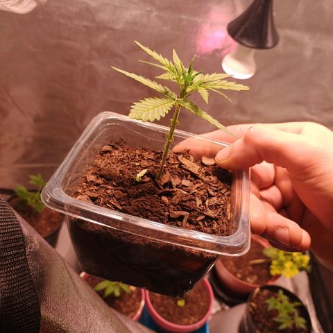 Fast Buds Auto Mix  growlog timeline photo