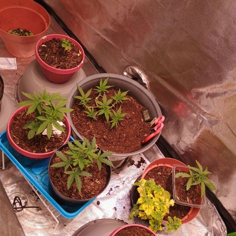 Fast Buds Auto Mix  growlog timeline photo