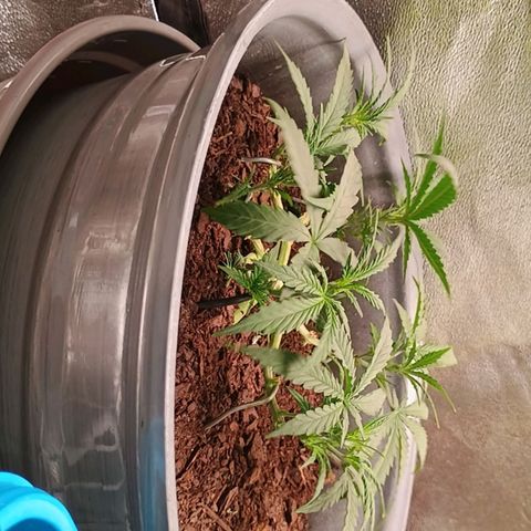 Fast Buds Auto Mix  growlog timeline photo