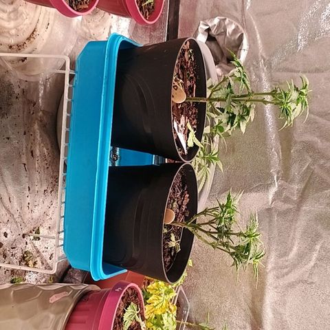 Fast Buds Auto Mix  growlog timeline photo