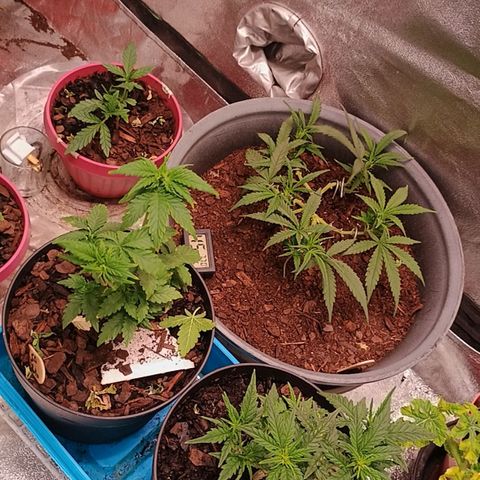 Fast Buds Auto Mix  growlog timeline photo