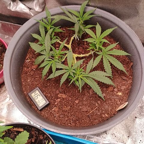Fast Buds Auto Mix  growlog timeline photo