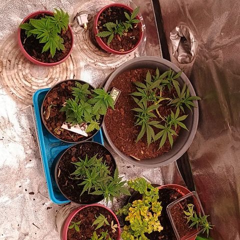 Fast Buds Auto Mix  growlog timeline photo