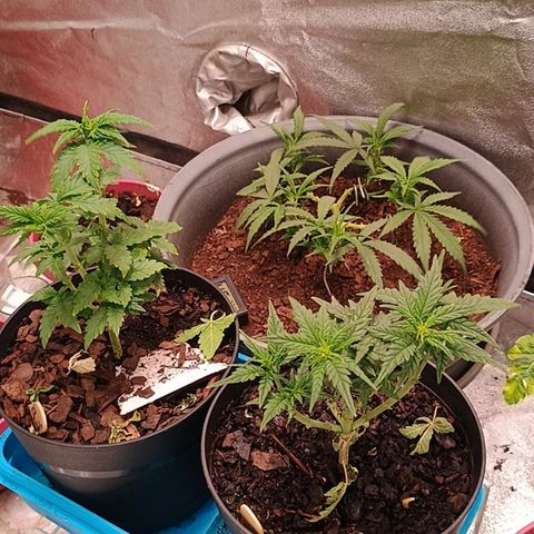 Fast Buds Auto Mix  growlog timeline photo