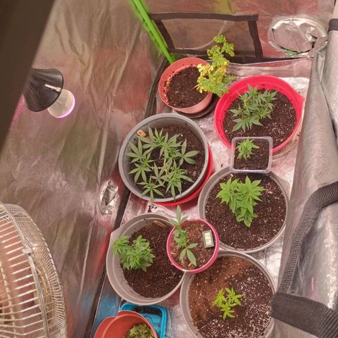 Fast Buds Auto Mix  growlog timeline photo