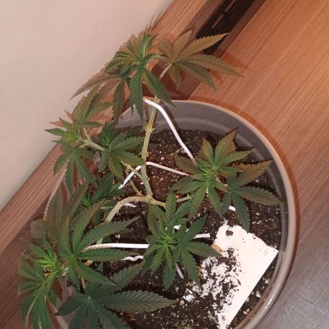 Fast Buds Auto Mix  growlog timeline photo