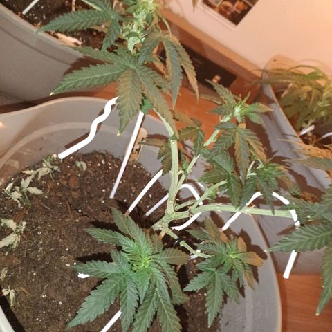 Fast Buds Auto Mix  growlog timeline photo