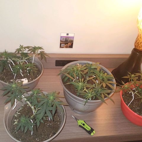 Fast Buds Auto Mix  growlog timeline photo