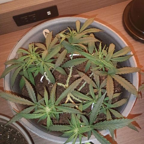 Fast Buds Auto Mix  growlog timeline photo