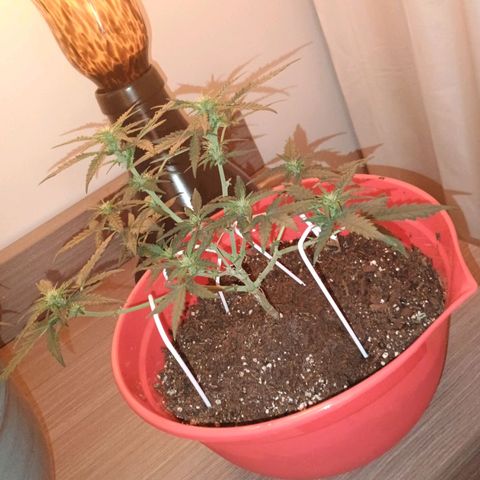 Fast Buds Auto Mix  growlog timeline photo