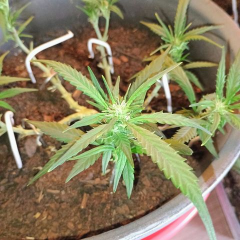 Fast Buds Auto Mix  growlog timeline photo