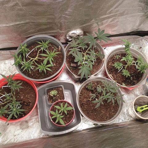 Fast Buds Auto Mix  growlog timeline photo