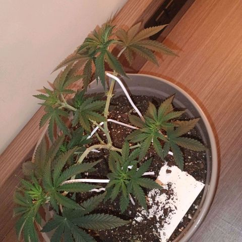 Fast Buds Auto Mix  growlog timeline photo