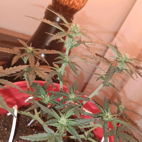Fast Buds Auto Mix  growlog timeline photo