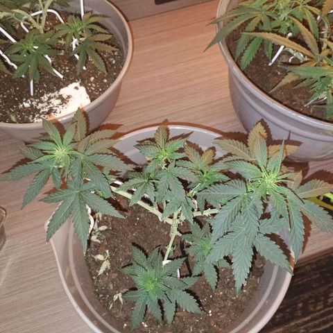 Fast Buds Auto Mix  growlog timeline photo