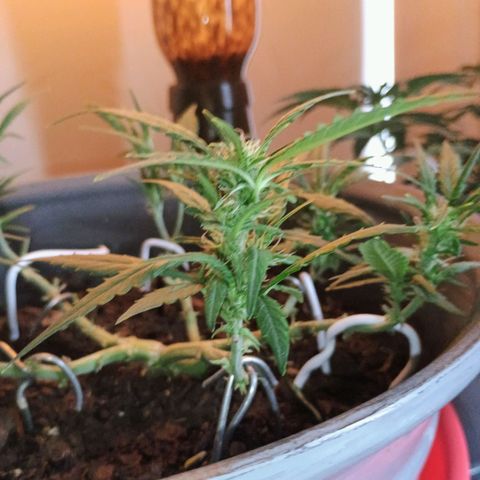 Fast Buds Auto Mix  growlog timeline photo