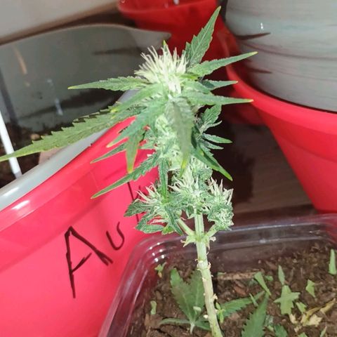 Fast Buds Auto Mix  growlog timeline photo