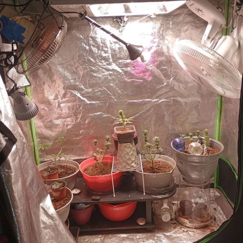 Fast Buds Auto Mix  growlog timeline photo