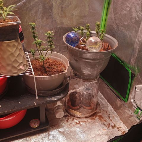 Fast Buds Auto Mix  growlog timeline photo