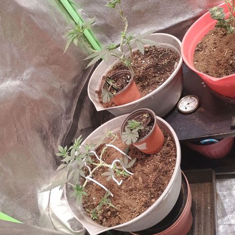 Fast Buds Auto Mix  growlog timeline photo