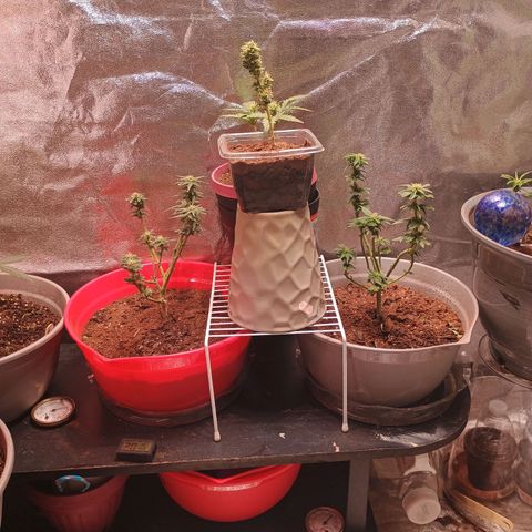 Fast Buds Auto Mix  growlog timeline photo