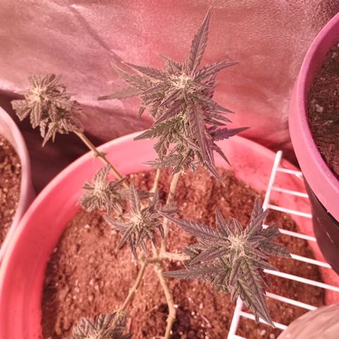 Fast Buds Auto Mix  growlog timeline photo