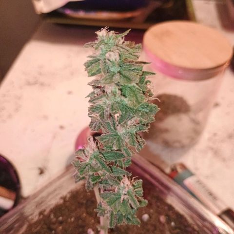 Fast Buds Auto Mix  growlog timeline photo