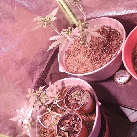 Fast Buds Auto Mix  growlog timeline photo