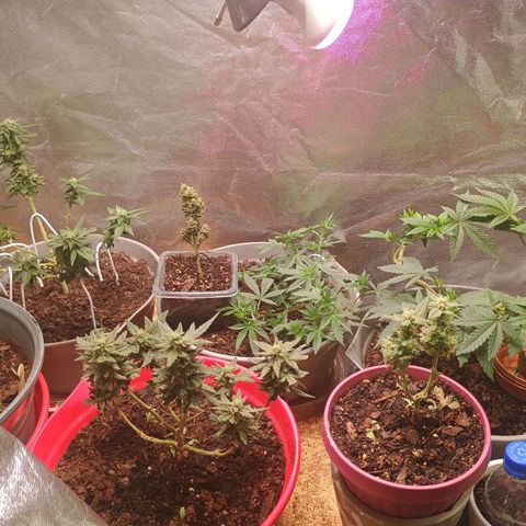 Fast Buds Auto Mix  growlog timeline photo