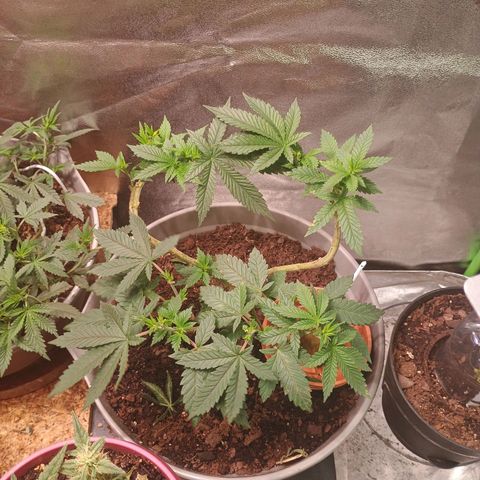 Fast Buds Auto Mix  growlog timeline photo