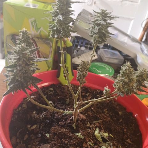 Fast Buds Auto Mix  growlog timeline photo