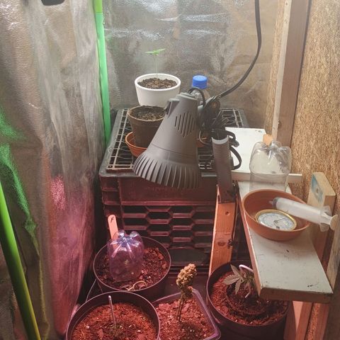 Fast Buds Auto Mix  growlog timeline photo
