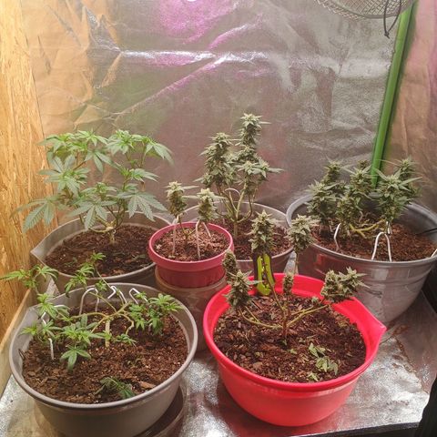 Fast Buds Auto Mix  growlog timeline photo