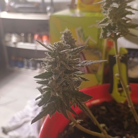 Fast Buds Auto Mix  growlog timeline photo
