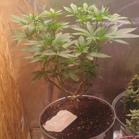 Fast Buds Auto Mix  growlog timeline photo