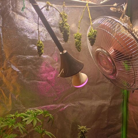 Fast Buds Auto Mix  growlog timeline photo