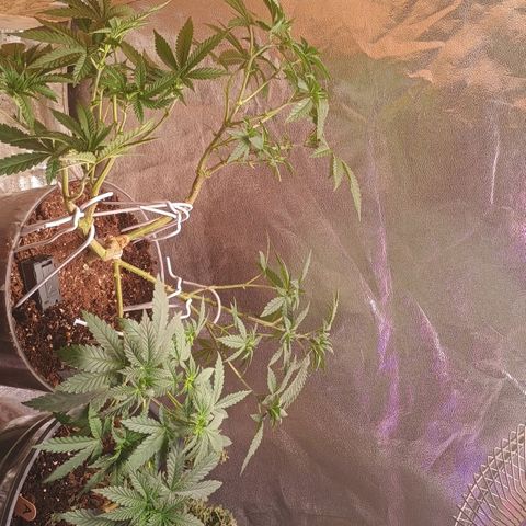 Fast Buds Auto Mix  growlog timeline photo