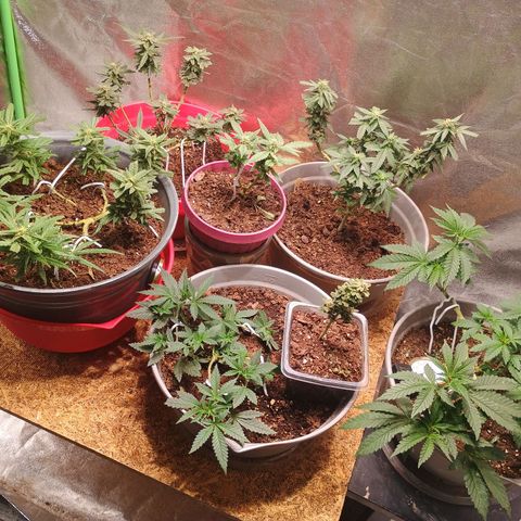 Fast Buds Auto Mix  growlog timeline photo