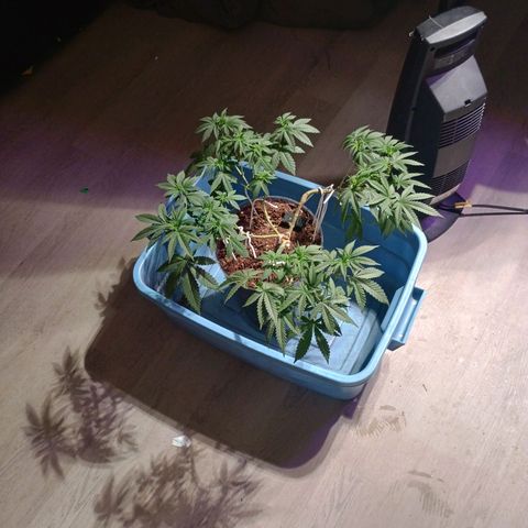 Fast Buds Auto Mix  growlog timeline photo