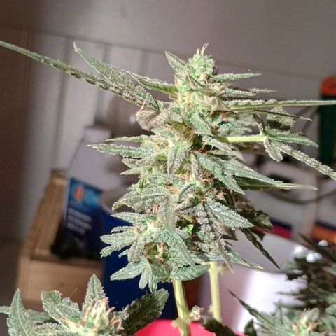 Fast Buds Auto Mix  growlog timeline photo