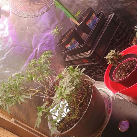 Fast Buds Auto Mix  growlog timeline photo